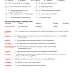 Mitosis Worksheet Also Cell Cycle Worksheet Answers