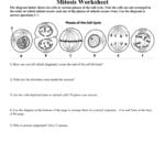 Mitosis Worksheet  Cmediadrivers For Worksheet 3 9 Mitosis Sequencing Answers