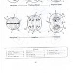 Mitosis Worksheet Matching  Briefencounters Pertaining To Mitosis Worksheet Matching