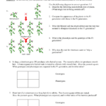Monohybrid And Test Cross Practice Problems For Monohybrid Cross Practice Problems Worksheet