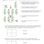 Monohybrid And Test Cross Practice With Regard To Genetics Practice Problems 3 Monohybrid Problems Worksheet 1 Answers