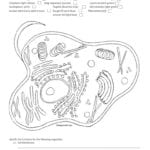 Name Animal Cell Coloring Sheet Cell Membrane Ligh Brown Pertaining To Animal Cell Worksheet