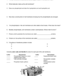 Name Per Thomases' Active  Passive Transport Worksheet 1 The Also Active And Passive Transport Worksheet Answers