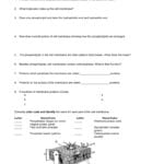 Name Per Thomases' Active  Passive Transport Worksheet 1 The With Regard To Active Transport Worksheet Answers