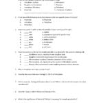 Onion Cell Mitosis Worksheet Answers  Briefencounters Also Onion Cell Mitosis Worksheet Answers
