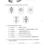 Onion Cell Mitosis Worksheet Answers  Newatvs Intended For Onion Cell Mitosis Worksheet Answers
