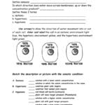 Osmosis And Tonicity Worksheet For Cell Membrane Amp Tonicity Worksheet