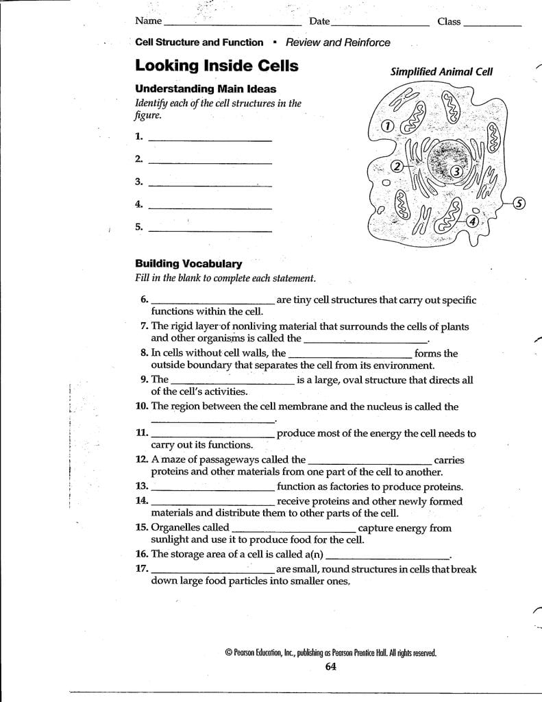 P 64 Looking Inside Cells For Looking Inside Cells Worksheet Answers