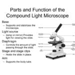 Parts And Function Of The Compound Light Microscope In Microscope Parts And Use Worksheet