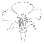 Parts Of A Flower Clipart  Homeschool Clipart Pertaining To Parts Of A Flower Worksheet