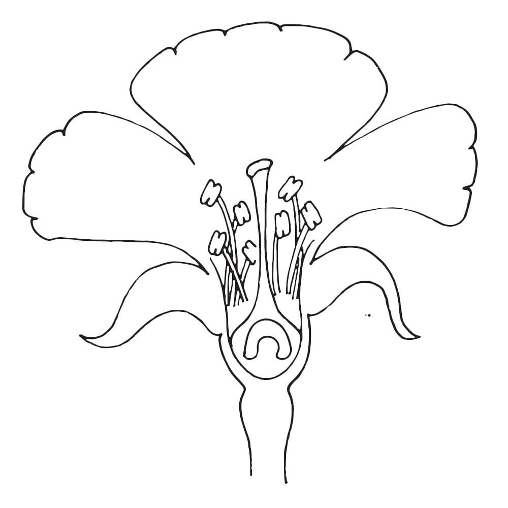 Parts Of A Flower Clipart  Homeschool Clipart Pertaining To Parts Of A Flower Worksheet