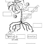 Parts Of A Flower  Esl Worksheetberesa In Parts Of A Flower Worksheet