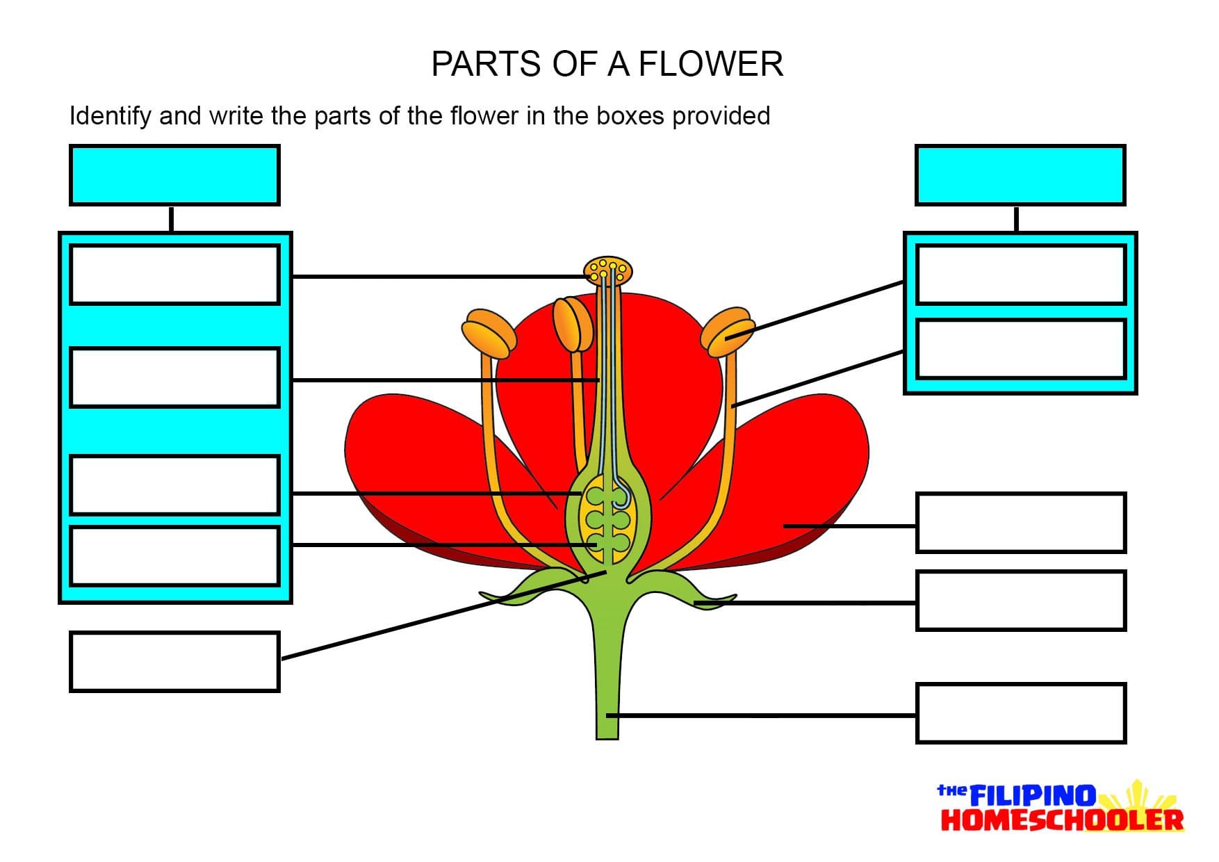 Parts Of A Flower Worksheet – The Filipino Homeschooler For Parts Of A Flower Worksheet