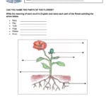 Parts Of A Flowerbugs And Insects  Interactive Worksheet For Parts Of A Flower Worksheet