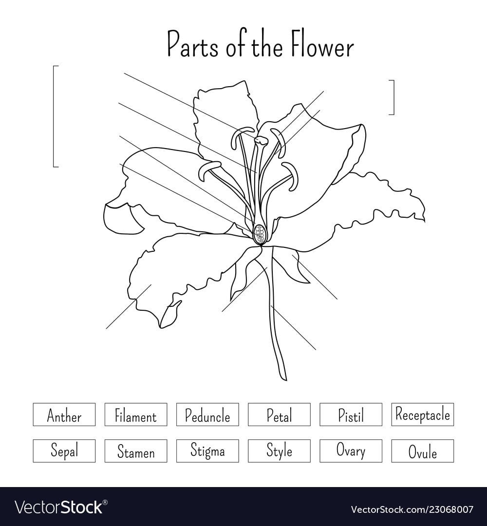 Parts Of The Flower Worksheet In Black And White Vector Image For Parts Of A Flower Worksheet