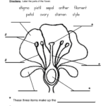 Partsofaplantworksheet1 For Parts Of A Flower Worksheet