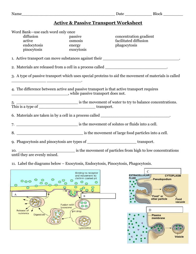 Passive And Active Transport Name In Active And Passive Transport Worksheet