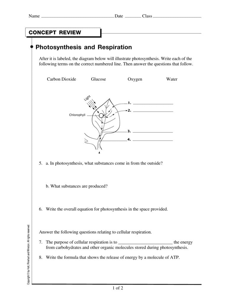 Photosynthesis And Respiration For Photosynthesis And Respiration Worksheet Answers