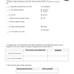 Photosynthesis And Respiration Worksheet Also Photosynthesis Amp Cellular Respiration Worksheet