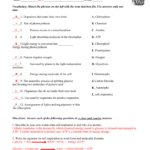 Photosynthesis  Cellular Respiration Worksheet Regarding Photosynthesis And Respiration Worksheet Answers