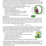 Photosynthesis Review Worksheet Along With Photosynthesis Review Worksheet Answer Key