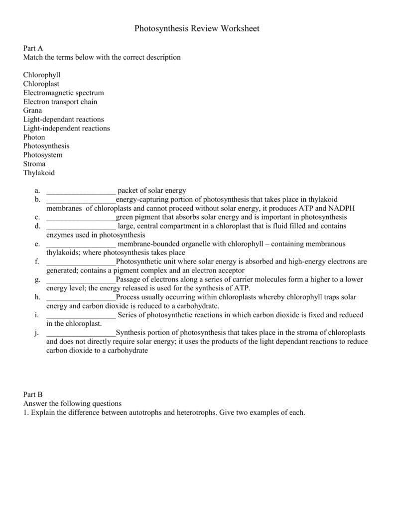 Photosynthesis Review Worksheet Also Photosynthesis Review Worksheet Answer Key