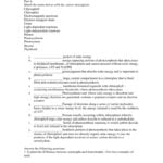 Photosynthesis Review Worksheet And Photosynthesis Review Worksheet Answer Key