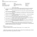 Photosynthesis Review Worksheet For Photosynthesis Review Worksheet Answer Key