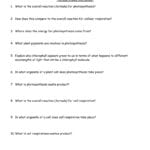 Photosynthesis Worksheet As Well As Science Worksheets For Grade 8