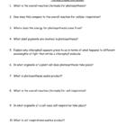Photosynthesis Worksheet Together With Comparing Plants Worksheet