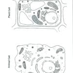 Plant And Animal Cell Color Worksheet  Biological Science Picture Along With Plant And Animal Cell Coloring Worksheets