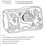 Plant And Animal Cell Coloring Worksheets Animal Cell Coloring Throughout Plant And Animal Cell Coloring Worksheets