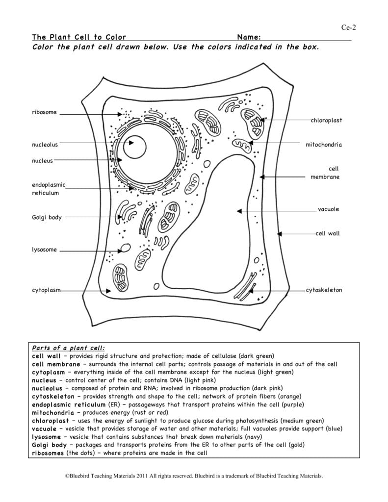 Plant Cell As Well As Plant Cell Worksheet