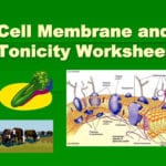 Ppt  Cell Membrane And Tonicity Worksheet Powerpoint Presentation Or Cell Membrane Amp Tonicity Worksheet