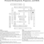 Prenatal Development Pregnancy And Birth Crossword  Wordmint Inside Fetal Development Worksheet