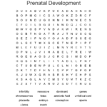 Prenatal Development Word Search  Wordmint For Fetal Development Worksheet