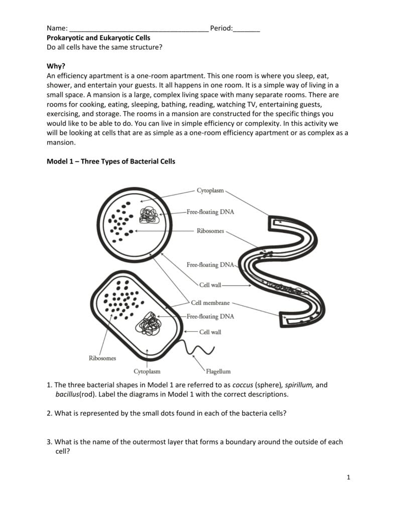 Prokaryote And Eukaryote Worksheet For Inside The Eukaryotic Cell Worksheet Answers