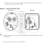 Prokaryotic And Eukaryotic Cells  Pdf Along With Inside The Eukaryotic Cell Worksheet Answers
