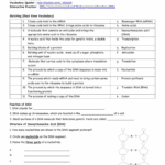 Protein Synthesis And Amino Acid Worksheet Math Worksheets Answers Or Protein Synthesis And Amino Acid Worksheet