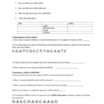 Protein Synthesis Review Worksheet How Are Dna And Mrna Alike Regarding Dna Review Worksheet Answer Key