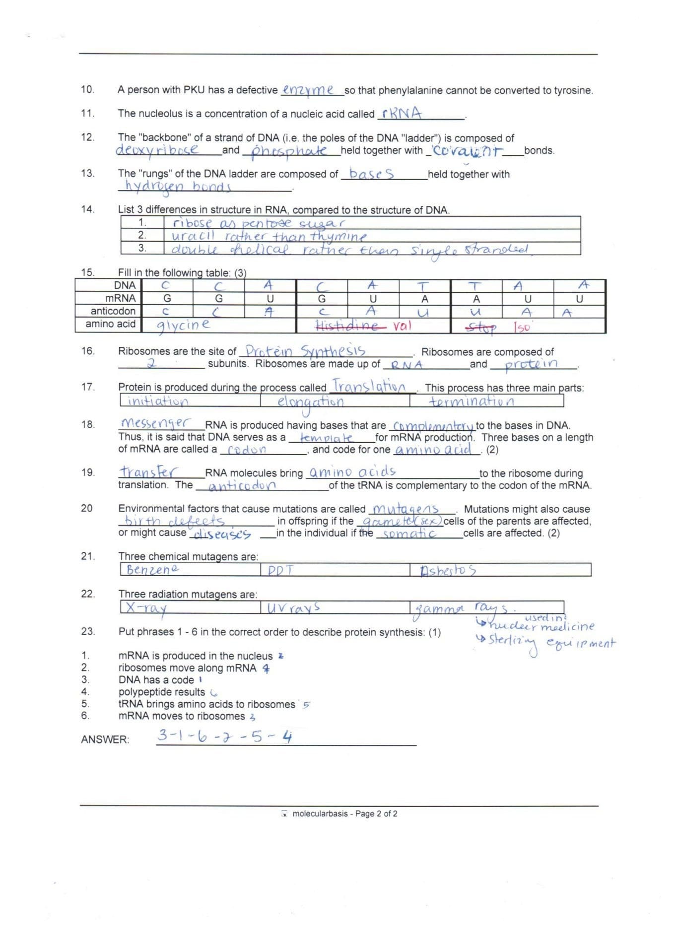 Protein Synthesis Worksheet Answer Key Part B  Briefencounters Along With Protein Synthesis Review Worksheet Answers
