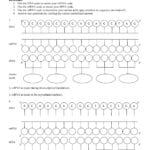 Protein Synthesis Worksheet For Protein Synthesis And Amino Acid Worksheet