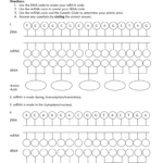 Protein Synthesis Worksheet Or Protein Synthesis Worksheet