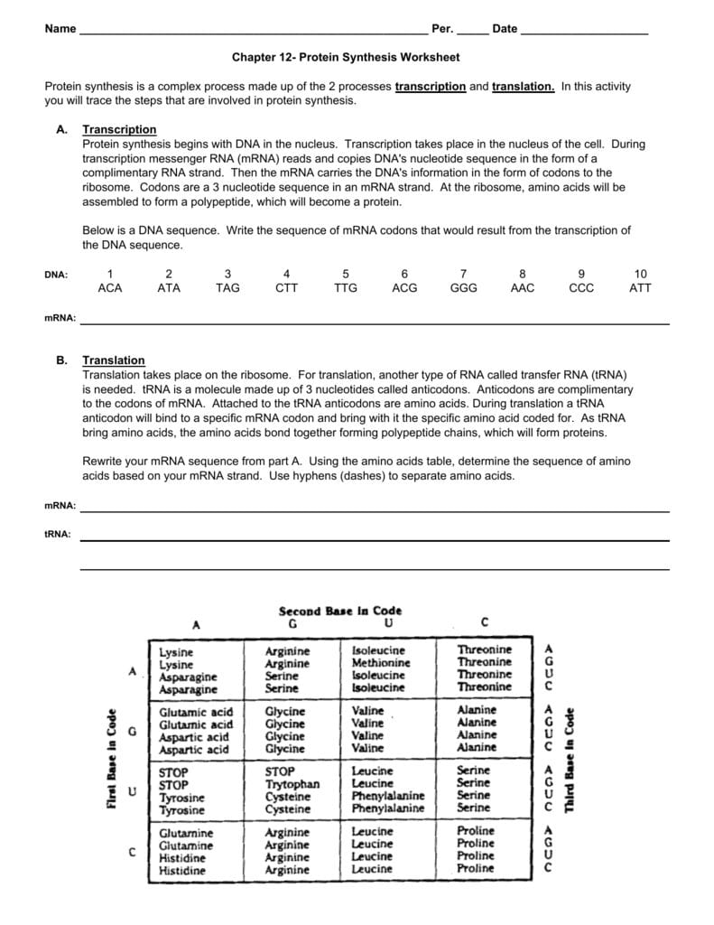 Protein Synthesis Worksheet Or Protein Synthesis Worksheet Answer Key Part B