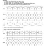 Protein Synthesis Worksheet – Wiring Diagram As Well As Protein Synthesis And Amino Acid Worksheet Answers