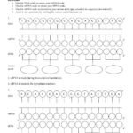 Protein Synthesis Worksheet With Protein Synthesis And Amino Acid Worksheet Answers