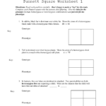 Punnett Square Worksheet 1 For Punnett Square Worksheet 1 Key