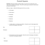 Punnett Square Worksheet 1 Throughout Punnett Square Worksheet 1 Key
