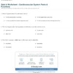 Quiz  Worksheet  Cardiovascular System Parts  Functions  Study With Cardiovascular System Worksheet Answers