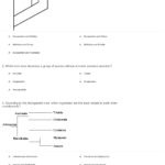 Quiz  Worksheet  Cladograms And Phylogenetic Trees  Study For Cladogram Worksheet Answers